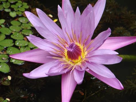 Photo Of A Lotus Flower