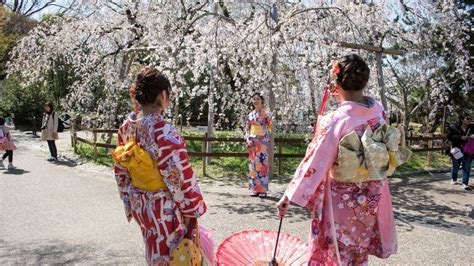 E Ítaca The Cherry Blossom Season In Japan