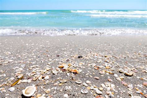 12 Beautiful Shelling Beaches In Florida Florida Trippers