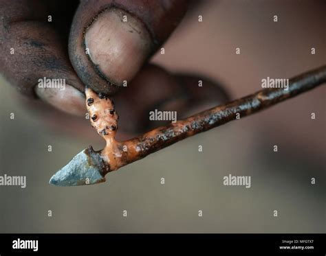 Arrow Poisons Hi Res Stock Photography And Images Alamy
