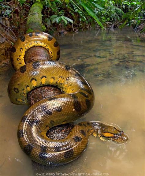 Animals World On Instagram Anaconda In Amazon Rainforest 🐍😍🐍😍 Photo