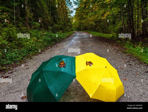 Bright Umbrellas On A Forest Path On A Rainy Day Stock Photo Alamy