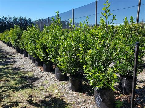 Laurus Nobilis Bay Laurel Tree Easy Big Trees Nz