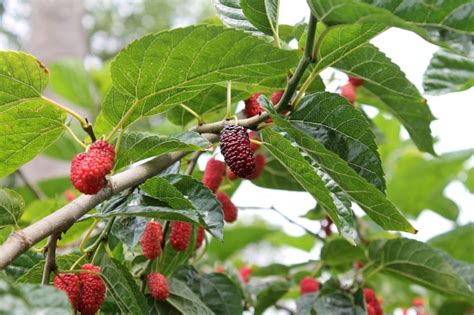 Berries That Grow On Trees The 6 Most Popular Berry Trees