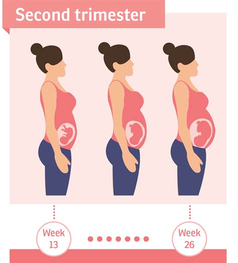 Second Trimester Pregnancy Birth And Baby