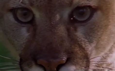 Trail Of The Cougar On Vimeo