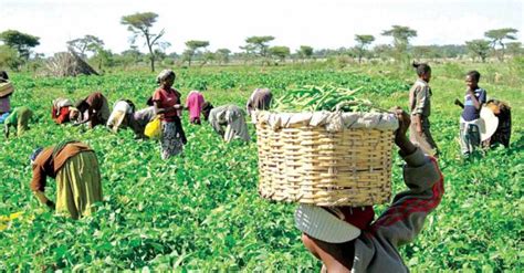 Nigerian Farmers Lament Increasing Postharvest Losses Amidst Lockdown