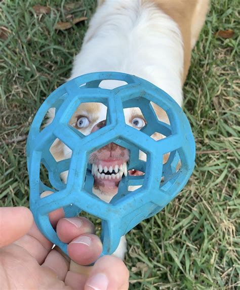 My dogs face through her favorite toy