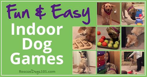 11 Fun Games To Play With Your Dog Inside Dog Games Indoor Dog Dog
