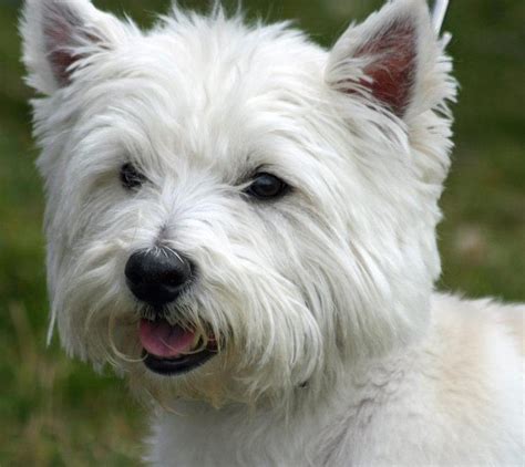 Training West Highland White Terrier Puppies