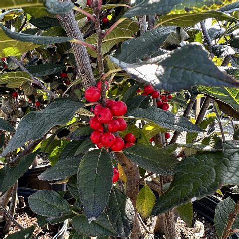 Ilex Verticillata ‘winter Red Piedmont Carolina Nursery