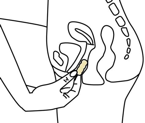 Choanocytes in small chambers called choanocyte. How To Draw A Sea Sponge Step By Step
