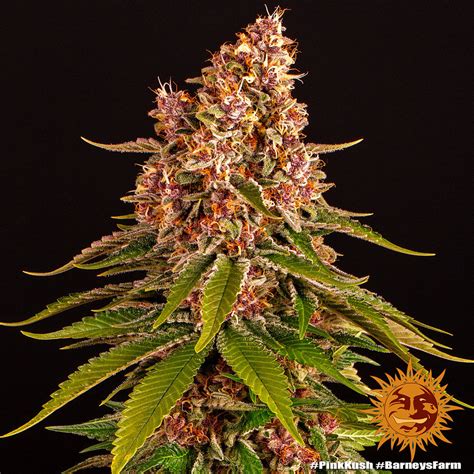 Pink Kush Strain Barneys Farm Uk