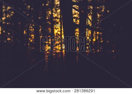 Sunset Pine Forest Image Photo Free Trial Bigstock