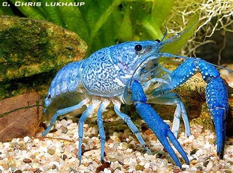 Vases and bowls are popular as betta fish homes but can quickly become death traps. Bottom Feeder Aquarium Fish | My aquarium | Pinterest ...