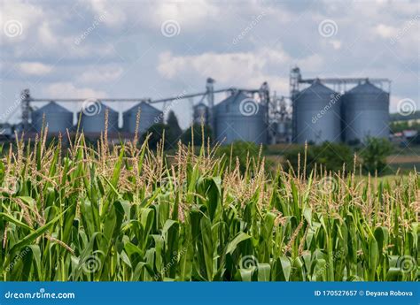 Agricultural Silos Storage And Drying Of Grains Stock Image Image Of