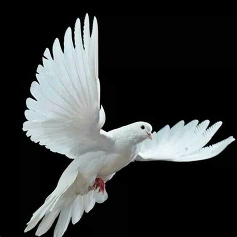 White Dove In Flight Dove Pictures Dove Images Beautiful Birds