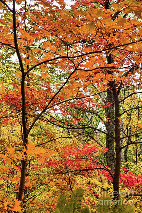 Autumn Splendor Fall Colors Leaves And Trees Photograph By Dan Carmichael