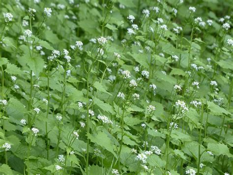 How To Control Garlic Mustard In A Woodlot Farm And Dairy