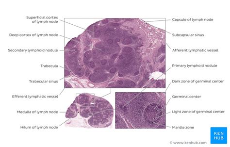 Lymph Nodes Histology Kenhub