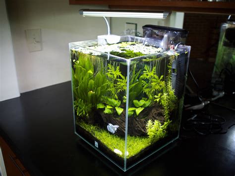 Gallon Planted Aquarium Aquarium Ideas