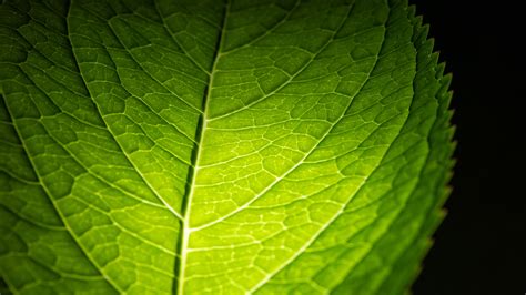 Download Wallpaper 3840x2160 Leaf Macro Green Veins Dark Background