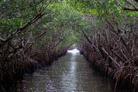 Things To Do At Florida Everglades National Park Visit Florida