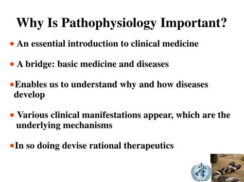 Ppt Pathophysiology Powerpoint Presentation Free Download Id9544190