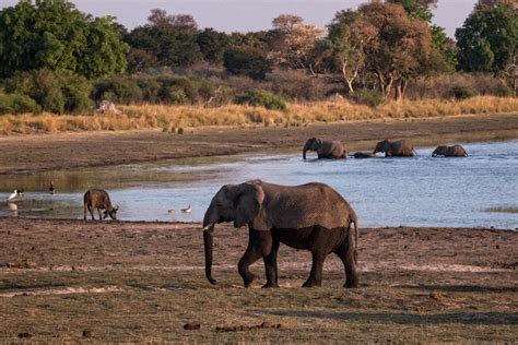 Namibia Wildlife Louis Montrose Photography