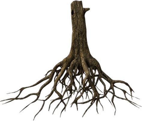 Download Nature Tree Root Png Hd Transparent Png