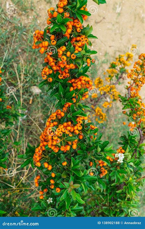 Decorative Bush With Orange Berries Pirakanta In The Park Stock Photo