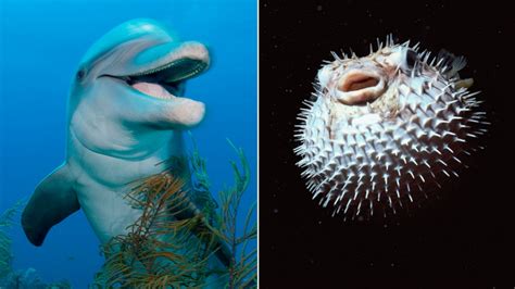 What Animals Eat Puffer Fish Two Die After Eating Puffer Fish In