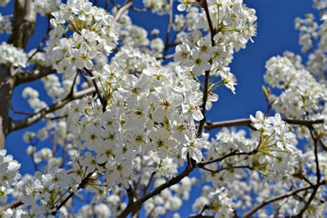 Trees And Shrubs That Bloom In Early Spring