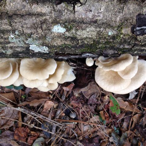 Are these oysters? : mycology