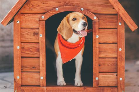 Tips For Homeowners With Dogs