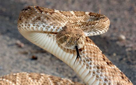 Art Pictures Rattlesnake Wallpapers