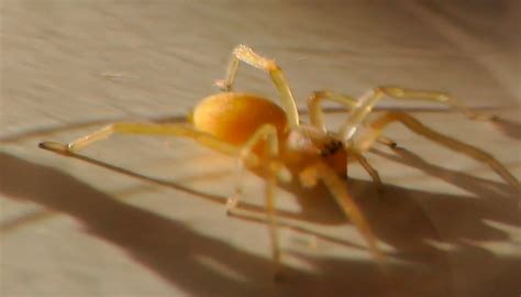 Warning Poisonous Spiders Found In New York