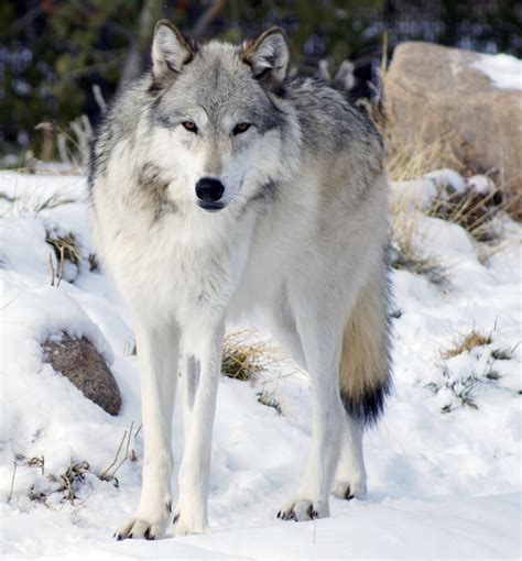 Northwestern Wolf Wikiwand
