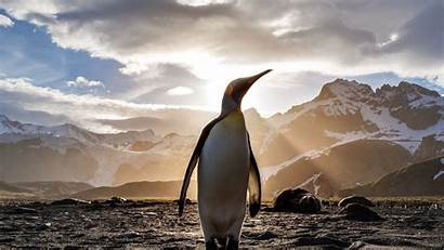 Penguin Wallpapers Linux Sunset Sunrise