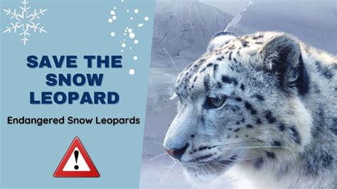 Interesting Facts About Snow Leopards Home Design Ideas