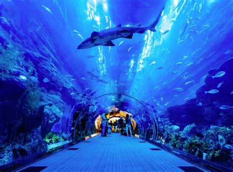 Dubai Abu Dhabi Aquarium Visit Dubai Dubai Aquarium Dubai Travel
