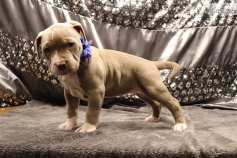 We also ship puppies worldwide. Miss Blue: American Bully puppy for sale near Decatur ...