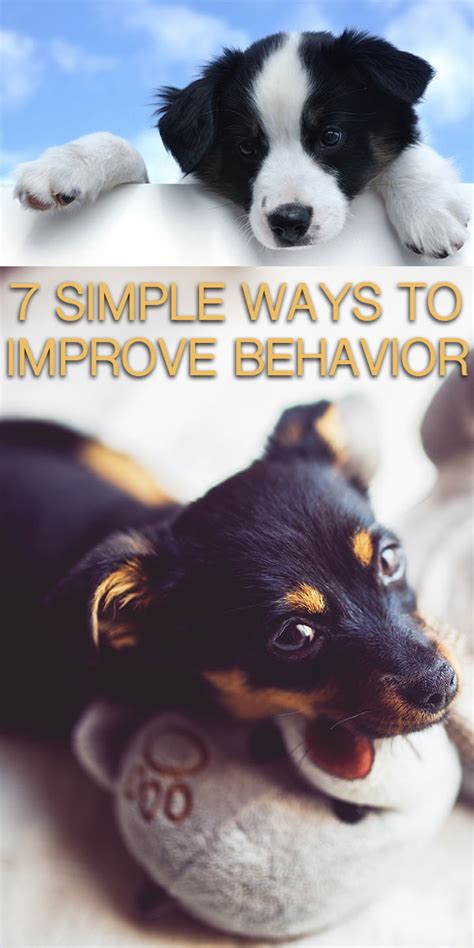 7 Ways To Improve Your Dogs Behavior In A Week The Happy Puppy Site