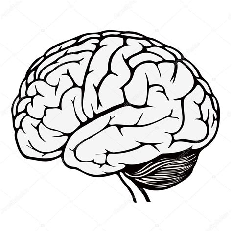 Human Brain Coloring Page Sketch Coloring Page