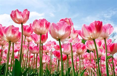 Free Download 40 Beautiful Flower Wallpapers For Your Desktop Mobile
