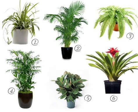 Healthy, beautiful plants delivered straight to your doorstep. Tipps für die richtige Pflege der Goldfruchtpalme