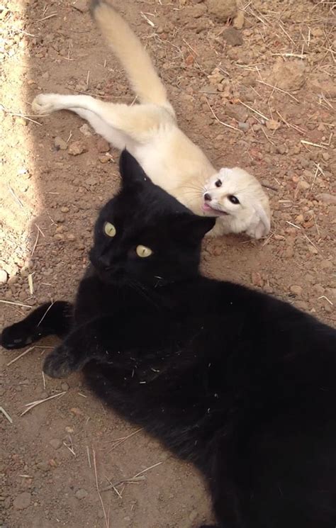 Rescued Fennec Fox Reunites With Its Best Friend A Cat Bored Panda