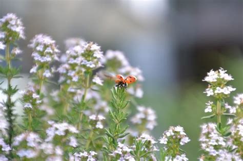 Companion planting with chamomile is an even easier way to heal the garden. cauliflower-companion-plants-thyme | Growing Guides