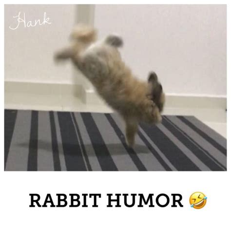 Rabbit Humor Bunny Wonderland
