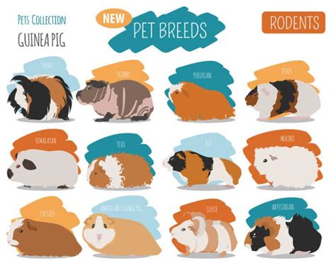 Guinea Pig Breeds Colors And Patterns Explained With Pictures